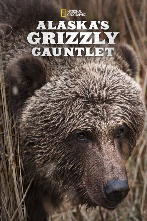 Alaska’s Grizzly Gauntlet : 1.Sezon 4.Bölüm